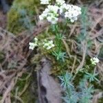 Galium glaucum habit picture by Ondřej Jokerrr83 (cc-by-sa)