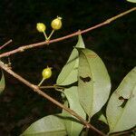 Eugenia costaricensis leaf picture by Nelson Zamora Villalobos (cc-by-nc)