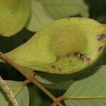 Lonchocarpus costaricensis fruit picture by Nelson Zamora Villalobos (cc-by-nc)