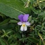 Viola lutea flower picture by Patrick Nard (cc-by-sa)