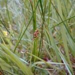 Carex dioica flower picture by Ludwig Treuter (cc-by-sa)