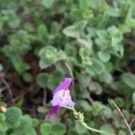 Linaria algarviana flower picture by rasmjs kray (cc-by-sa)