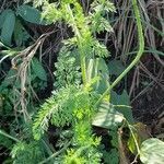 Daucus pusillus habit picture by Trap Hers (cc-by-sa)