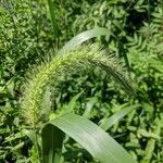 Setaria faberi flower picture by Matthias Foellmer (cc-by-sa)