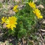 Adonis vernalis habit picture by Jacques Zuber (cc-by-sa)