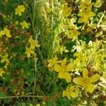 Hypericum maculatum habit picture by Christine Ancelin (cc-by-sa)