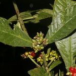 Psychotria psychotriifolia fruit picture by Nelson Zamora Villalobos (cc-by-nc)