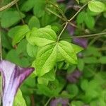 Clematis viticella leaf picture by Денис Золотых (cc-by-sa)