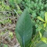 Cordia incognita leaf picture by Thiago Flores Flores (cc-by-sa)