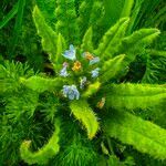 Anchusa arvensis leaf picture by Remón Marco (cc-by-sa)