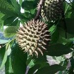 Annona purpurea fruit picture by Venegas-Elizondo Carlos (cc-by-sa)