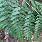 Dryopteris aquilinoides leaf picture by Bernard REYNAUD (cc-by-sa)