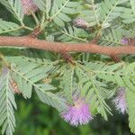 Mimosa tricephala flower picture by Nelson Zamora Villalobos (cc-by-nc)