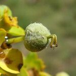 Euphorbia nicaeensis fruit picture by Llandrich anna (cc-by-sa)