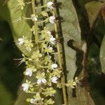 Hirtella lemsii flower picture by Nelson Zamora Villalobos (cc-by-nc)