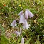 Hyacinthoides hispanica flower picture by Hubert Calonne (cc-by-sa)