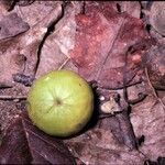 Hippomane mancinella fruit picture by Daniel Barthelemy (cc-by-nc)