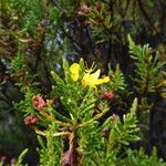 Hypericum laricifolium habit picture by Fabien Anthelme (cc-by-sa)