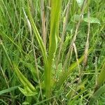 Dactylorhiza incarnata leaf picture by Cristian Zanella Cristian Zanella (cc-by-sa)