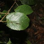 Cissus biformifolia leaf picture by Nelson Zamora Villalobos (cc-by-nc)