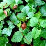 Potentilla indica habit picture by Pierre LEON (cc-by-sa)