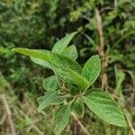 Lippia alba leaf picture by Nikolas Dierka (cc-by-sa)