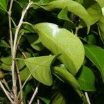 Pouteria juruana leaf picture by Nelson Zamora Villalobos (cc-by-nc)