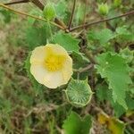 Abutilon grandiflorum flower picture by susan brown (cc-by-sa)