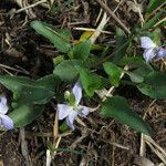 Viola lactea leaf picture by claire Felloni (cc-by-sa)