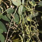 Desmodium procumbens fruit picture by Nelson Zamora Villalobos (cc-by-nc)