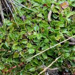 Azorella crenata habit picture by Fabien Anthelme (cc-by-sa)