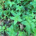 Galium circaezans leaf picture by Marybeth V (cc-by-sa)