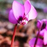 Cyclamen coum flower picture by Moskva Alexey (cc-by-sa)