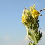 Linaria arenaria flower picture by Carlos Villasante (cc-by-sa)