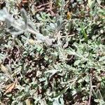 Cistus lasianthus leaf picture by Burgospain (cc-by-sa)