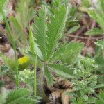 Potentilla pedata leaf picture by Emanuele Santarelli (cc-by-sa)