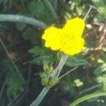 Helianthemum nummularium flower picture by Jean-Claude Fogaroli (cc-by-sa)