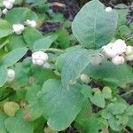 Symphoricarpos albus leaf picture by Roxanne Rox (cc-by-sa)