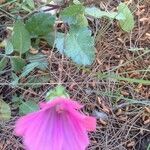 Malope malacoides leaf picture by Mayıs Aru (cc-by-sa)