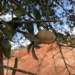 Balanites aegyptiaca fruit picture by Leigh Winowiecki (cc-by-sa)