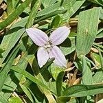 Oldenlandia monanthos flower picture by susan brown (cc-by-sa)