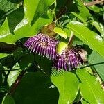 Passiflora laurifolia flower picture by viechweg (cc-by-sa)