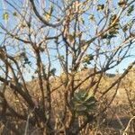 Calotropis procera habit picture by Escudero Esteban (cc-by-sa)