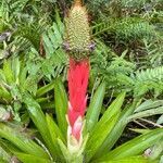 Aechmea ornata flower picture by Brazil Coruja (cc-by-sa)