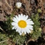 Argyranthemum adauctum flower picture by Udo Herkommer (cc-by-sa)