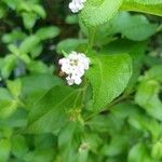 Lantana involucrata flower picture by bastian.sydney1 (cc-by-sa)