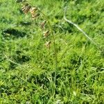 Dipcadi serotinum habit picture by Mateos Fernández Emilio (cc-by-sa)