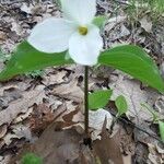 Trillium grandiflorum habit picture by Carole England (cc-by-sa)