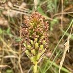 Anacamptis pyramidalis fruit picture by David Hocken (cc-by-sa)