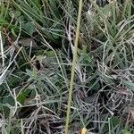 Carex bonariensis habit picture by Trap Hers (cc-by-sa)